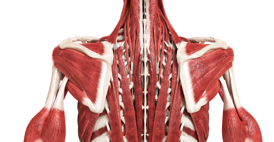 1,000+ human anatomy images and animations