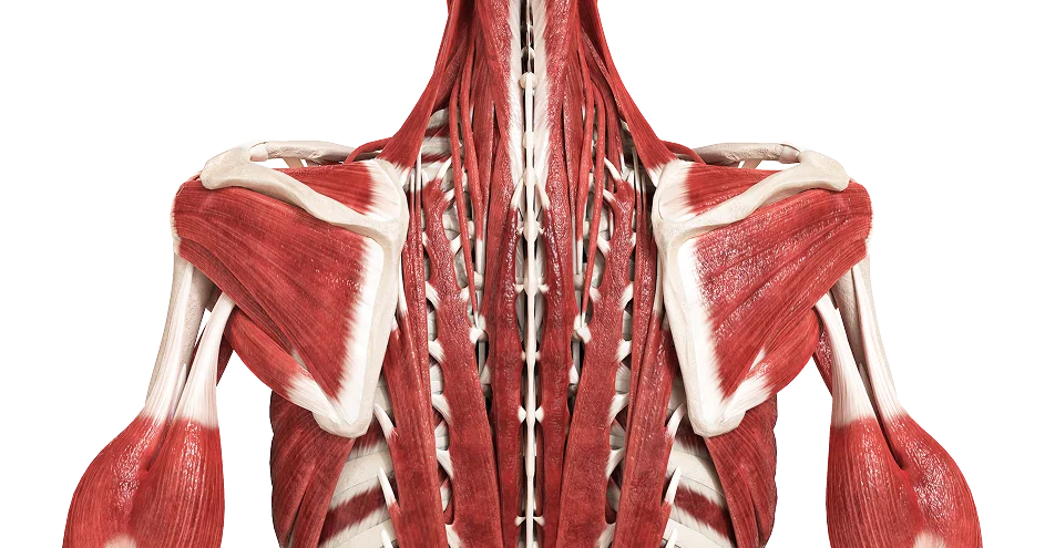 1,000+ human anatomy images and animations